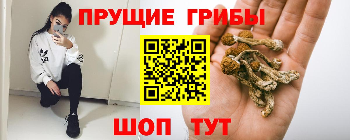 Галлюциногенные грибы Psilocybine cubensis Нефтекумск
